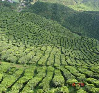 Bharat Tea Official Portal Of Cameron Highlands District Council Mdch