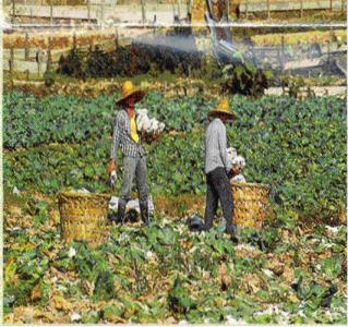 Ladang Sayur Sayuran Portal Rasmi Majlis Daerah Cameron Highlands Mdch