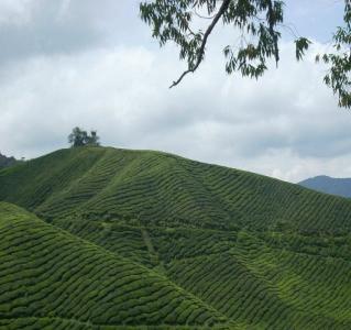 Ladang Teh Boh Jalan Boh Habu Ringlet Portal Rasmi Majlis Daerah Cameron Highlands Mdch