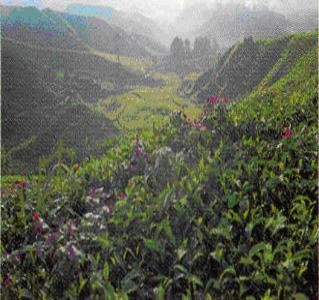 Ladang Teh Sungai Palas Portal Rasmi Majlis Daerah Cameron Highlands Mdch