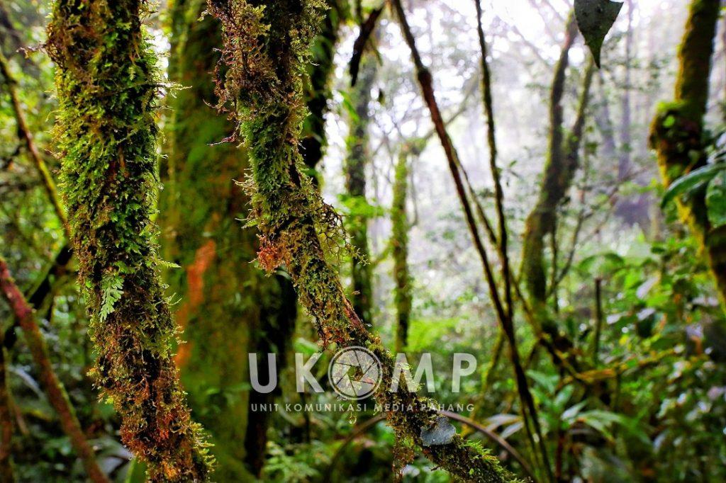 CAMERON HIGHLANDS BELUM SEDIA MEWUJUDKAN TAMAN TEMA